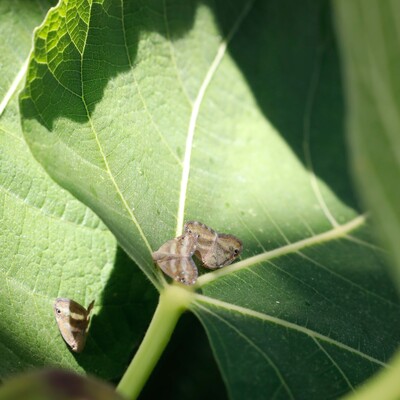 İstanbul'da 'vampir kelebek' paniği!