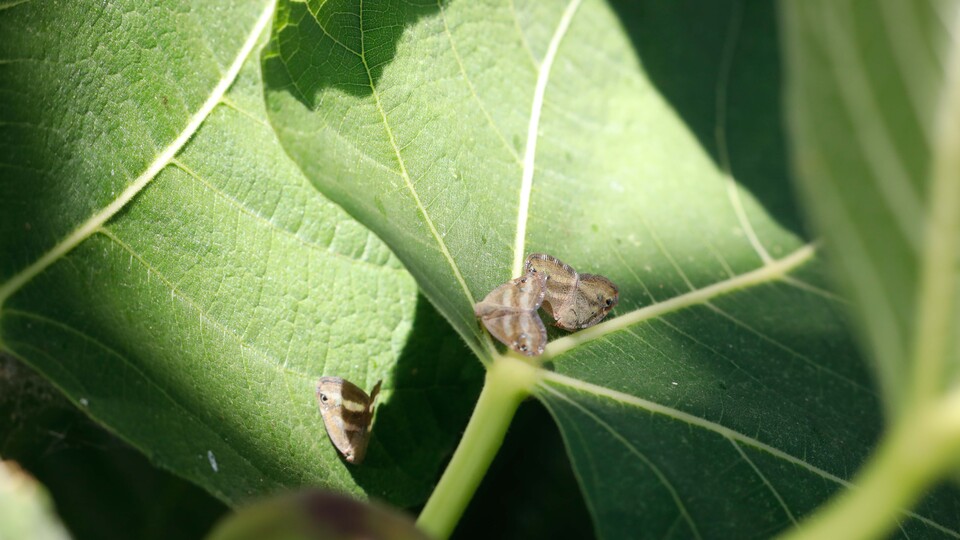 İstanbul'da 'vampir kelebek' paniği!