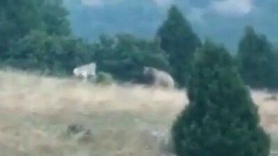 O anlar kamerada! Kangallardan boz ayıya pusu!