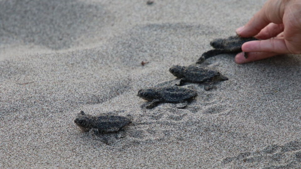Caretta caretta yavruları denizle buluştu