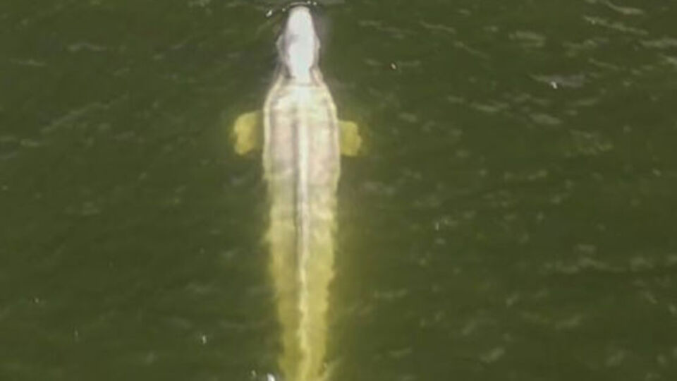 Beyaz balina ölümle burun buruna