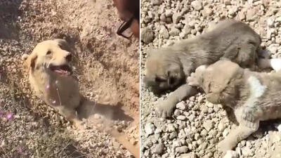 Toprak altında kalan köpek ve 5 yavrusu kurtarıldı