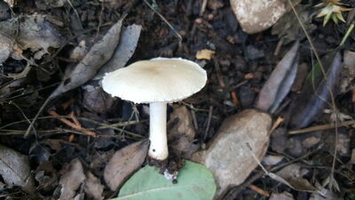 Dünyada ilk olarak Denizli'de keşfedildi