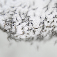 Sivrisinek ısırığı sonrası ateşe dikkat!