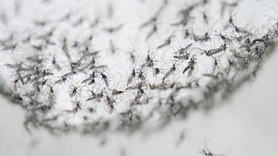 Sivrisinek ısırığı sonrası ateşe dikkat!