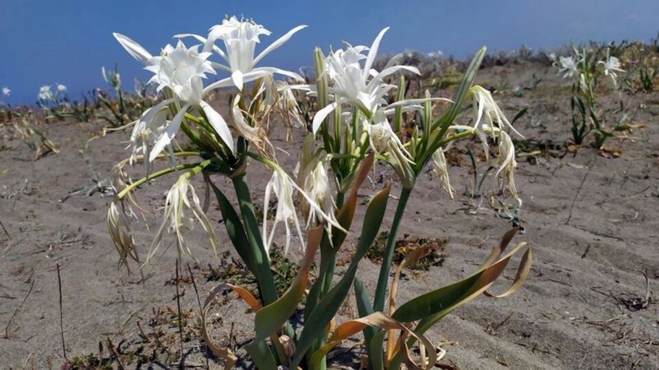 Nesli tehlikede... Koparmanın cezası dudak uçuklatıyor
