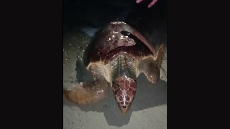 Caretta carettayı böyle kaçırdılar!