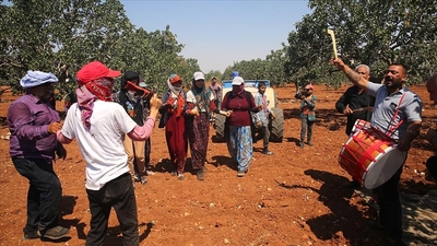 Davullu zurnalı 'yeşil altın' hasadı