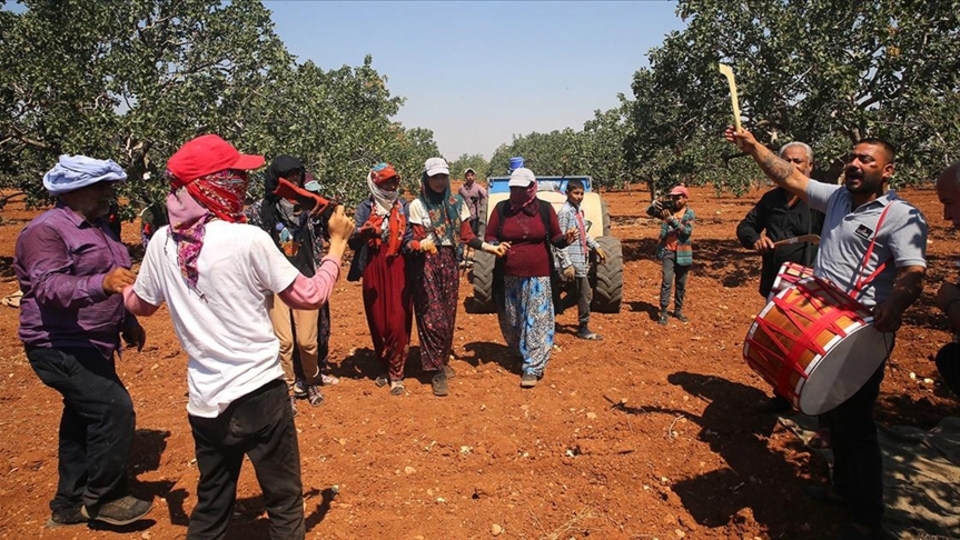 Davullu zurnalı 'yeşil altın' hasadı
