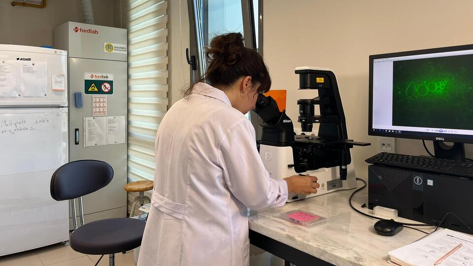 3 yıldır araştırılıyordu! Böcekler hastalık taşıyarak Türkiye'ye geliyor