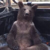 Fazla bal yiyen ayı kendinden geçti! O anlar kamerada