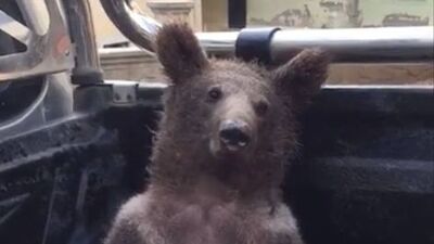 Fazla bal yiyen ayı kendinden geçti! O anlar kamerada