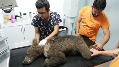 Sevimli ayıya isim aranıyor