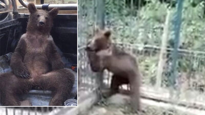 Balı fazla kaçıran yavru ayıdan haber var!