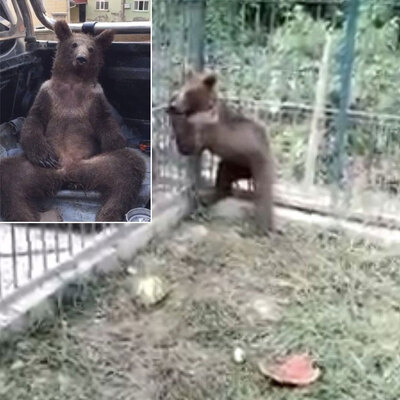 Balı fazla kaçıran yavru ayıdan haber var!