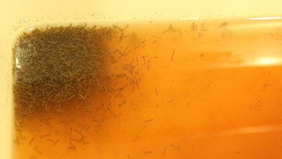 İstanbul'da yayılımı artıyor! Ölümcül kategorideki hastalıkları bulaştırabiliyor