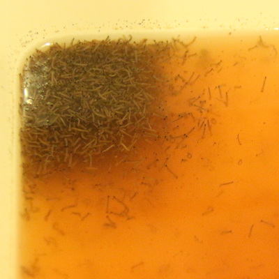 İstanbul'da yayılımı artıyor! Ölümcül kategorideki hastalıkları bulaştırabiliyor