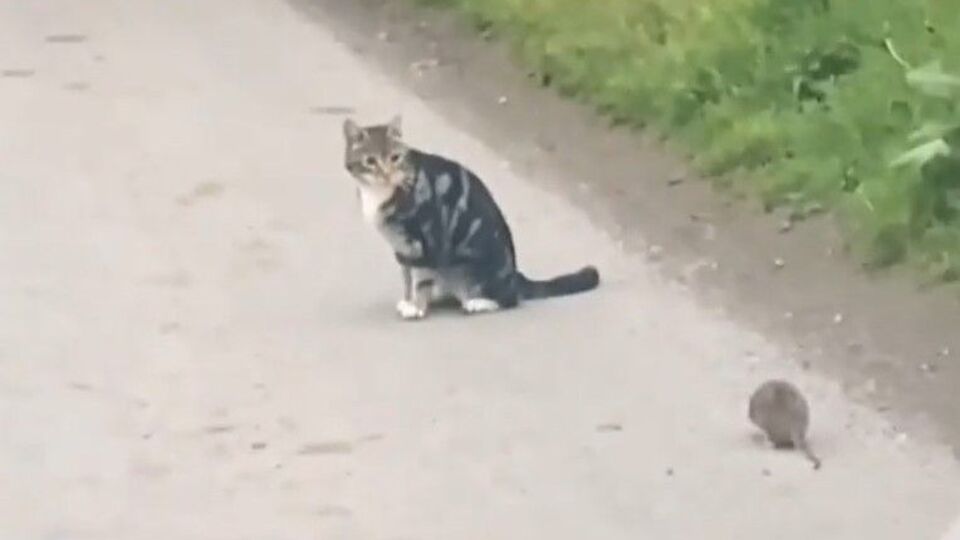 Bu kez fare kediyle oynadı!