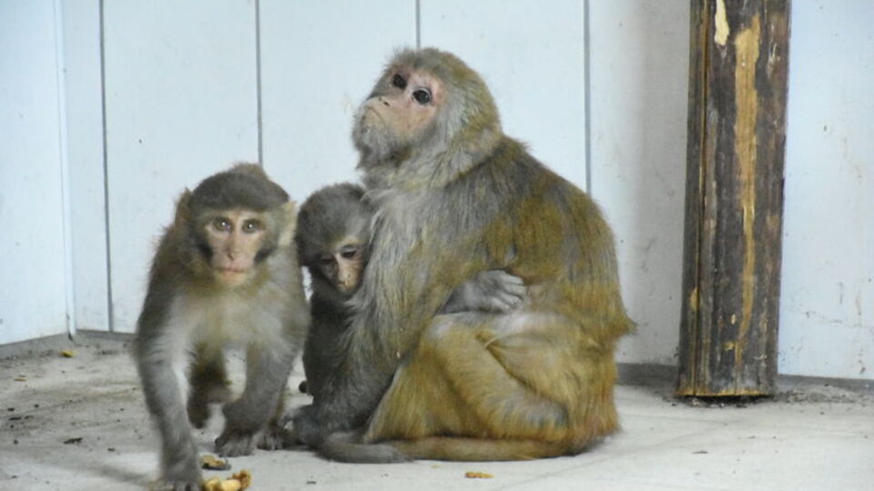 Kaçakçılardan kurtarılan yavru maymunların annesi: Nene