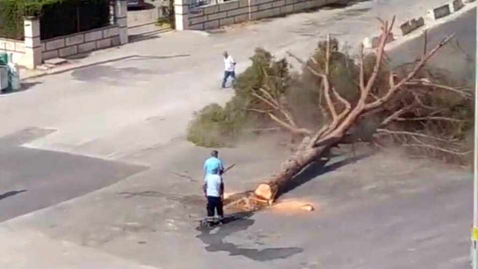 İzmir'de yarım asırlık ağacın kesilmesine tepki