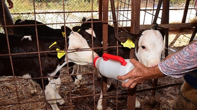 22 yılda ilk kez başına geldi! Biberonla besleniyor
