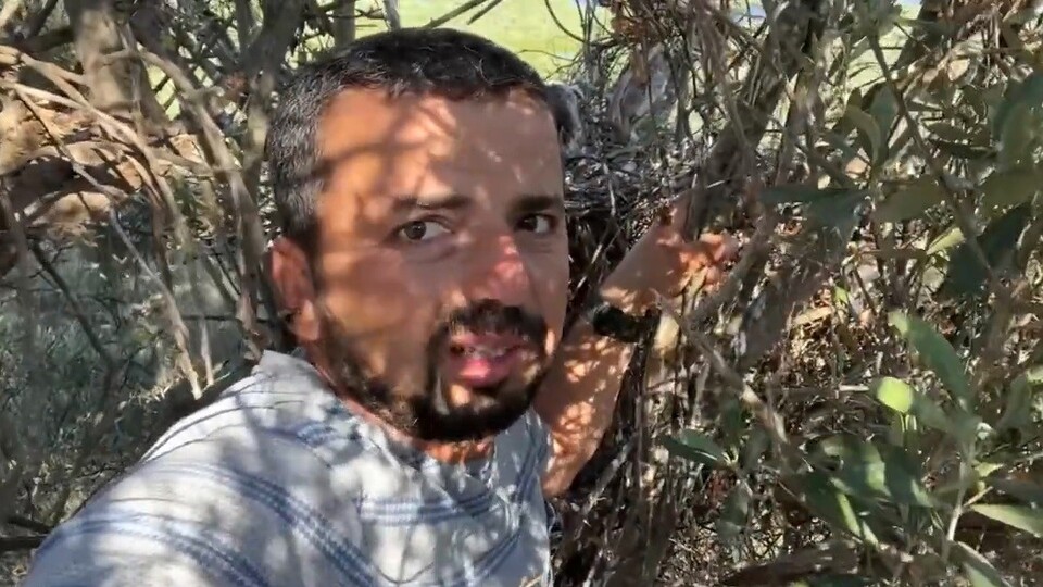 Kartal yuvasına korkusuzca tırmandı... Yavrusunu görüntüledi