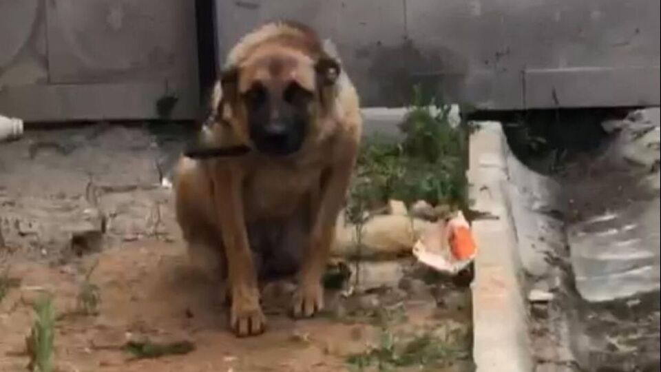 Bekçilerle 3 kişi kavga etti, köpek ceza aldı