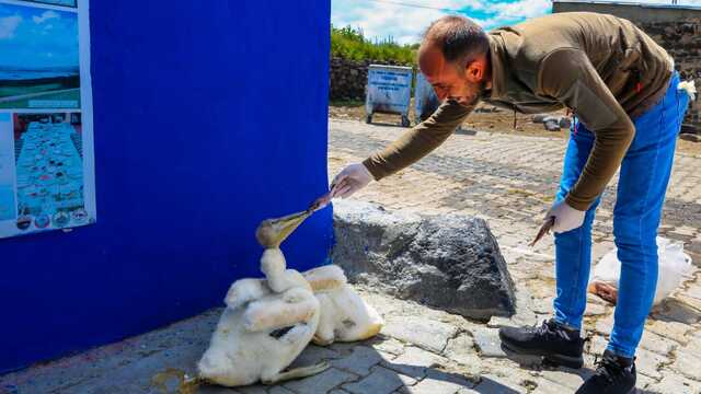 Balıkla beslediği pelikanlar yanından ayrılmıyor