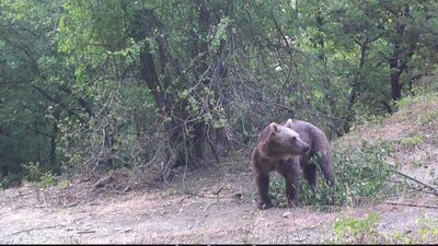 Bozayının erik yediği anlar fotokapanla görüntülendi