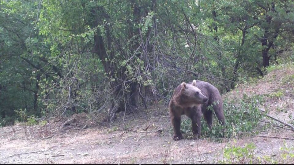 Bozayının erik yediği anlar fotokapanla görüntülendi