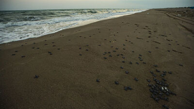 Adana'daki kumsalda kaplumbağalar suyla buluşuyor