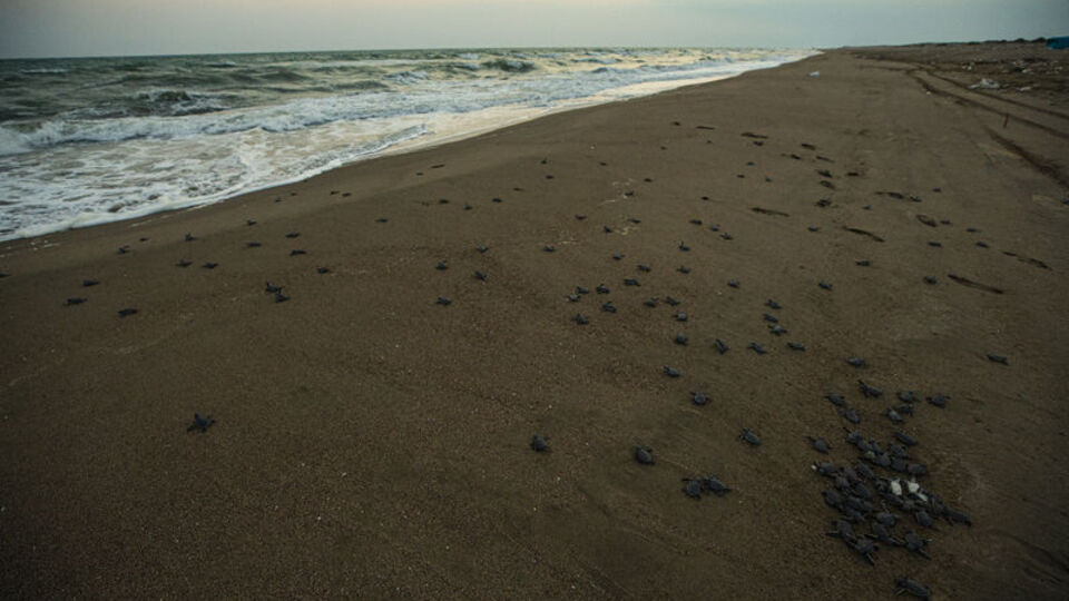 Adana'daki kumsalda kaplumbağalar suyla buluşuyor