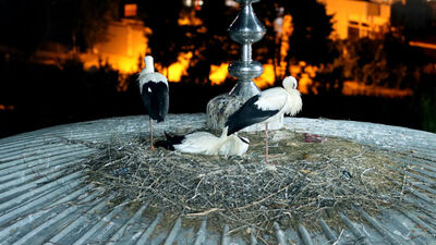 Onlar da Beykoz'un 'Yaren' leylekleri...