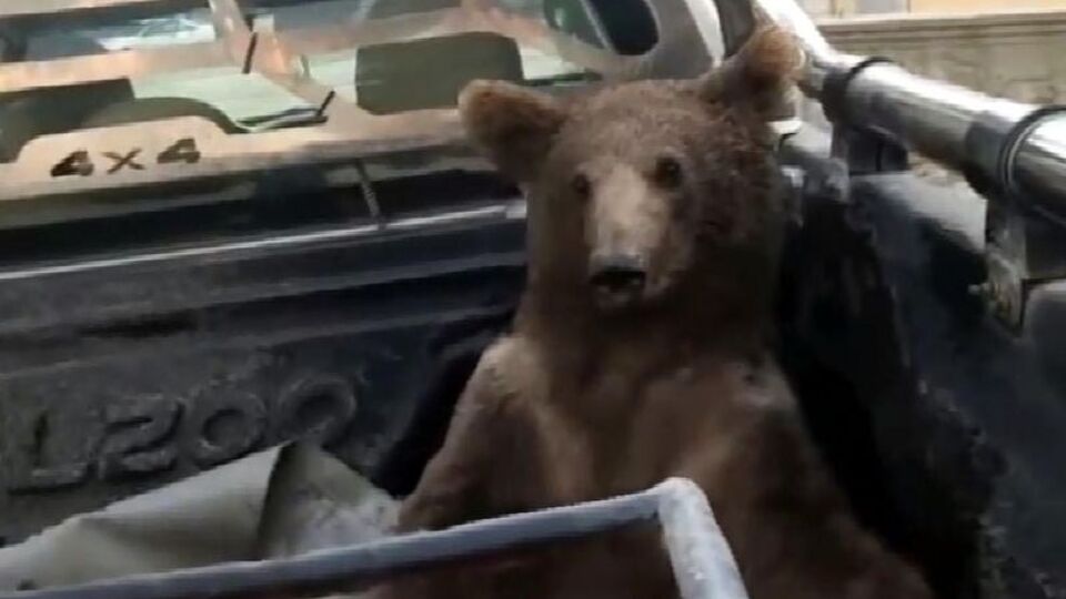 Deli bal Roma İmparatorluğu'nun 1000 askerini nasıl öldürdü?