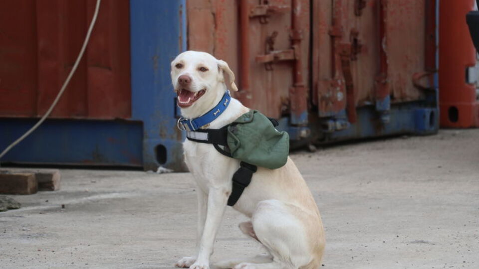 Çöp konteynerinin yanında bulmuştu! Afetler için eğitiyor