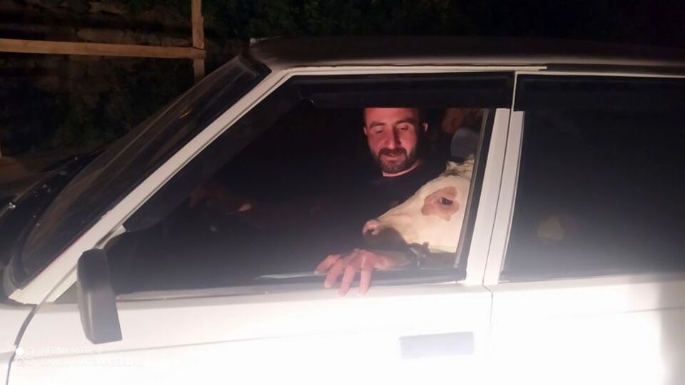 Bunalıma giren buzağısını arabayla gezdirdi!