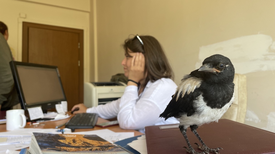 İyileştirdiği karga yalnız kalmasın diye mesaiye getiriyor