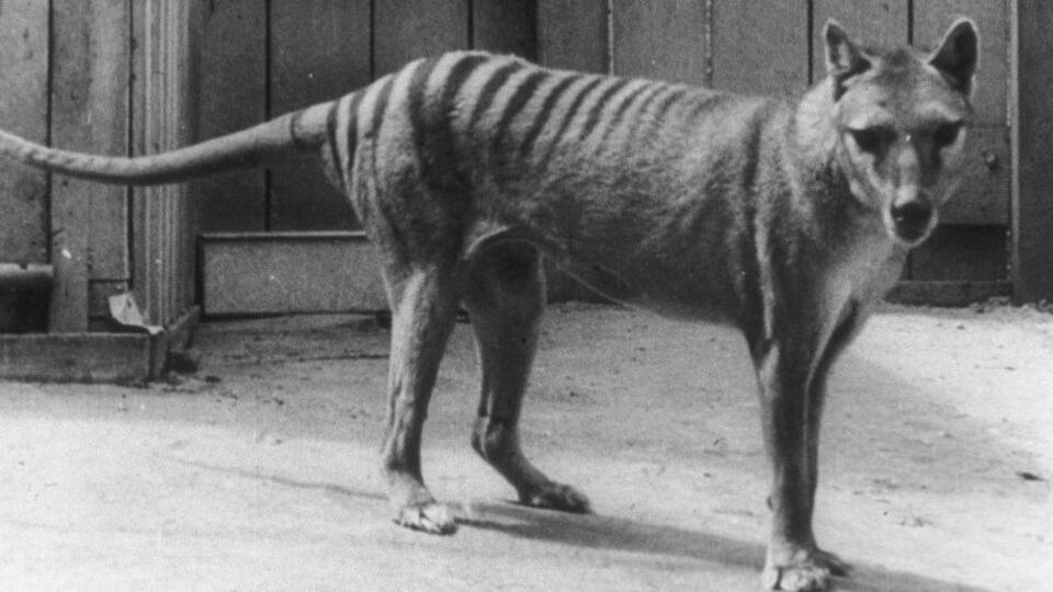 Nesli tükenmiş hayvanları 'geri getirmek' neden zor?