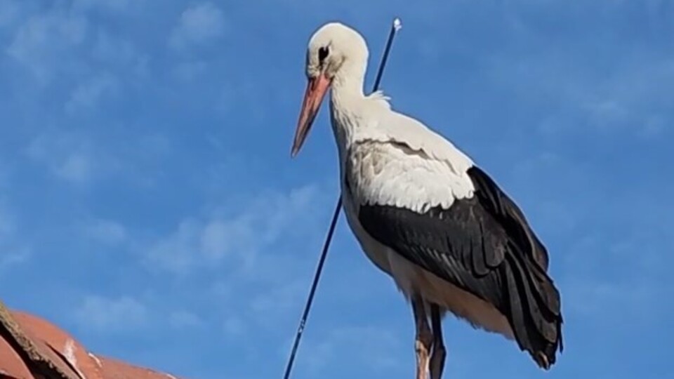 İstanbul'da çıldırtan görüntü! Leyleği okla vurdular