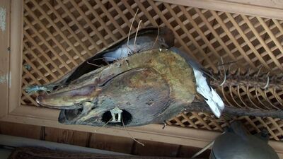 Sürpriz misafir orkinos mumyasının içine yumurtladı