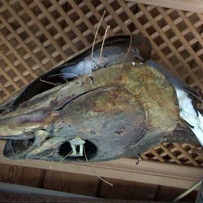 Sürpriz misafir orkinos mumyasının içine yumurtladı