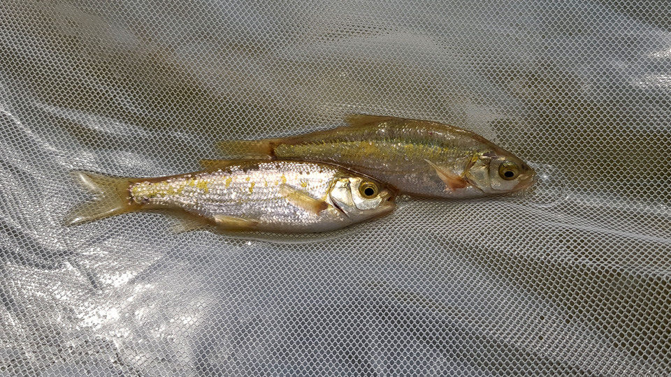 Nesli tehlikedeki 5 endemik balık koruma altında