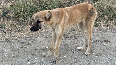 Köpeklerle ilgili tartışma yaratan uygulamaya kapatma davası!