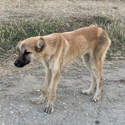 Köpeklerle ilgili tartışma yaratan uygulamaya kapatma davası!