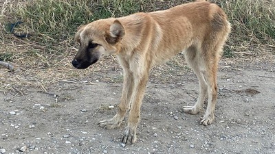 Havrita'da sıcak gelişme! Yeni girişler durduruldu
