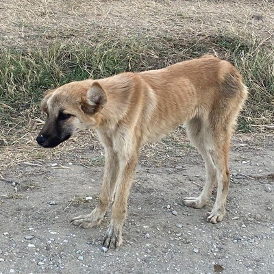Havrita'da sıcak gelişme! Yeni girişler durduruldu