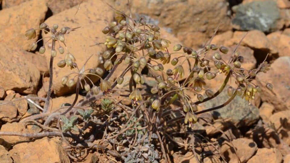 Farklı olduğunu düşündü, literatüre soktu!