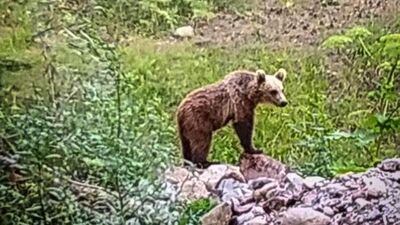 Orman muhafaza memurları kayıt altına aldı