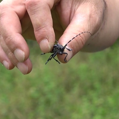 Artık Türkiye'de görülüyorlar! Kadıoğlu'ndan uyarı: Polikliniklerin kurulması gerekecek