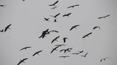 Güneye göçen leylekler Tekirdağ semalarında